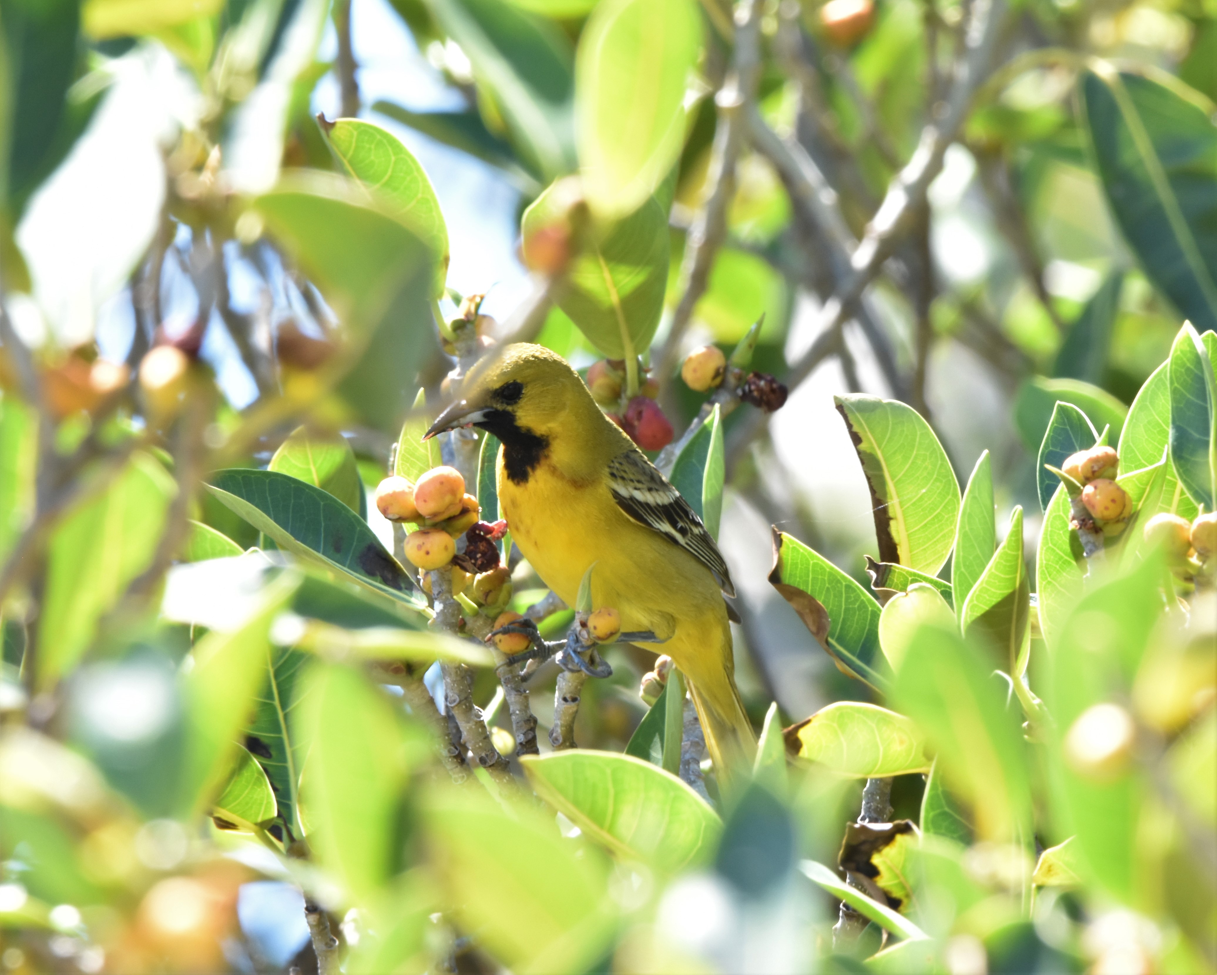 Orchard Oriole