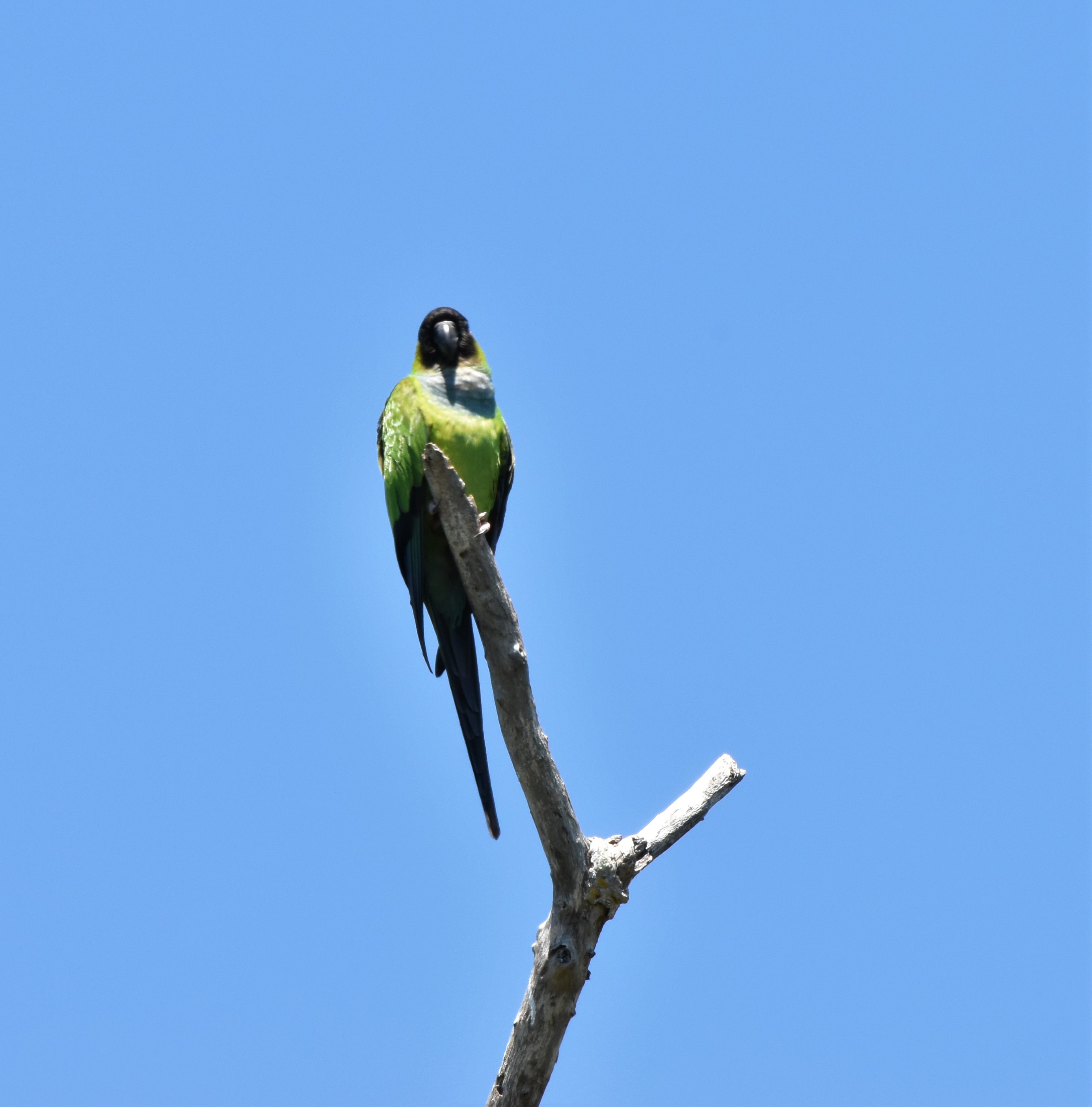 Black Hooded Nanday Parakeet