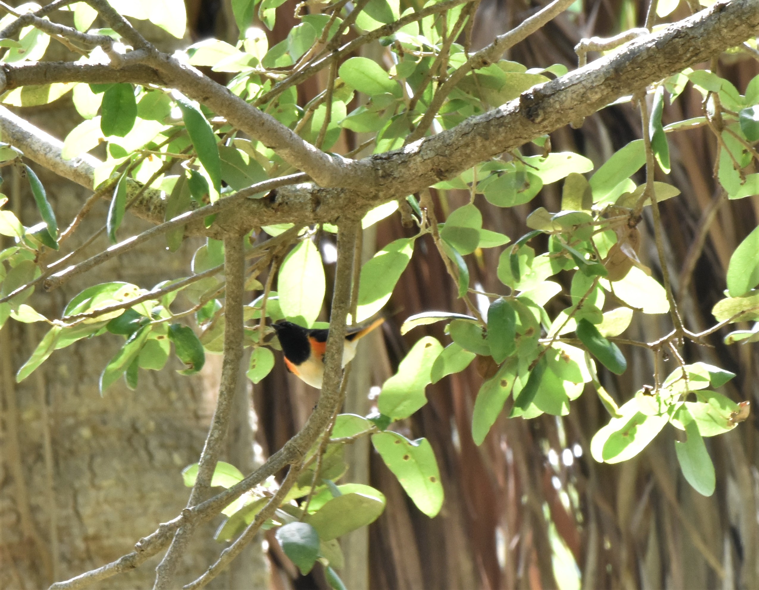 American Redstart