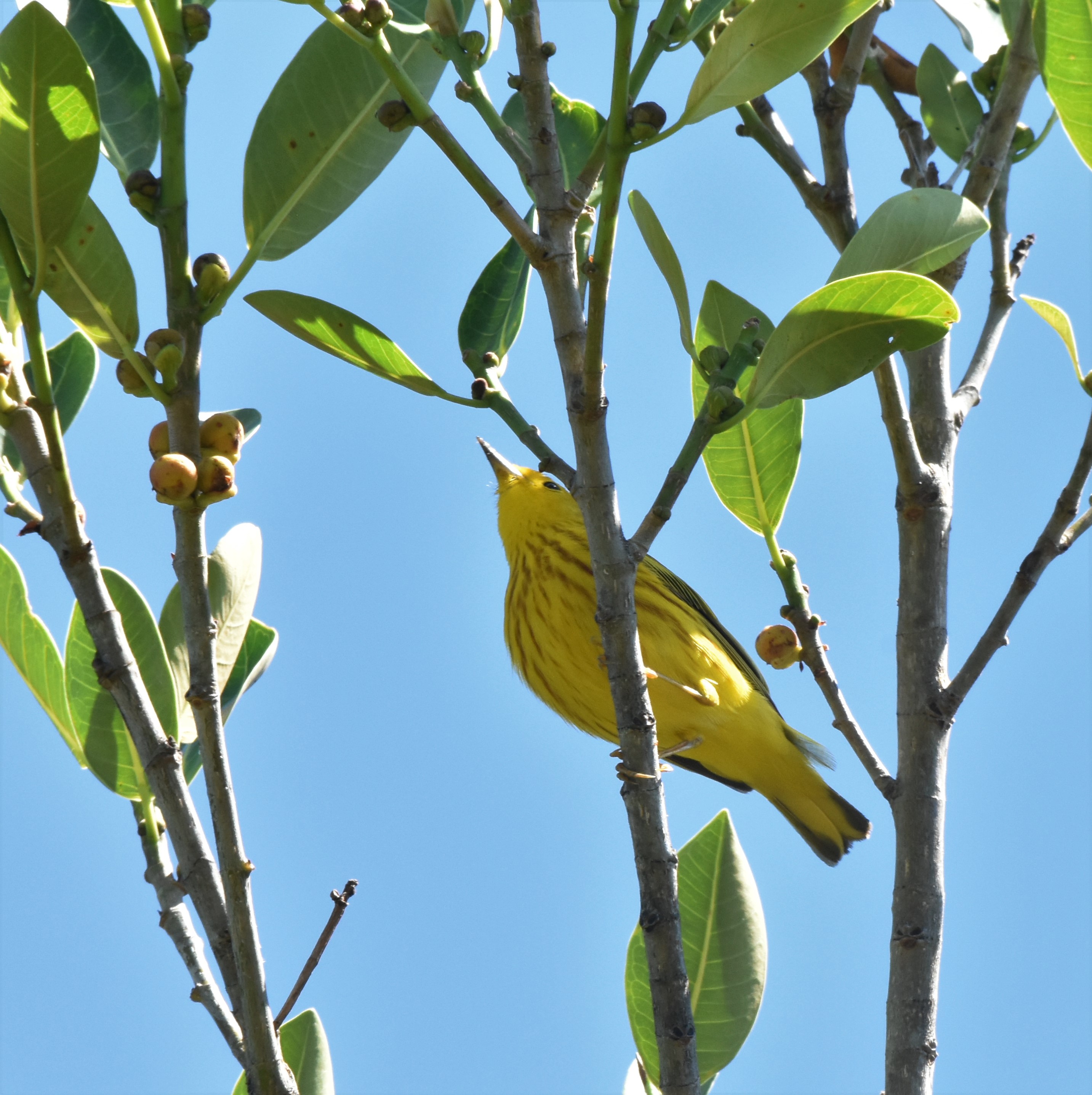 Yellow Warbler